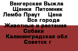 Венгерская Выжла. Щенки. Питомник Лембо Праут. › Цена ­ 35 000 - Все города Животные и растения » Собаки   . Калининградская обл.,Советск г.